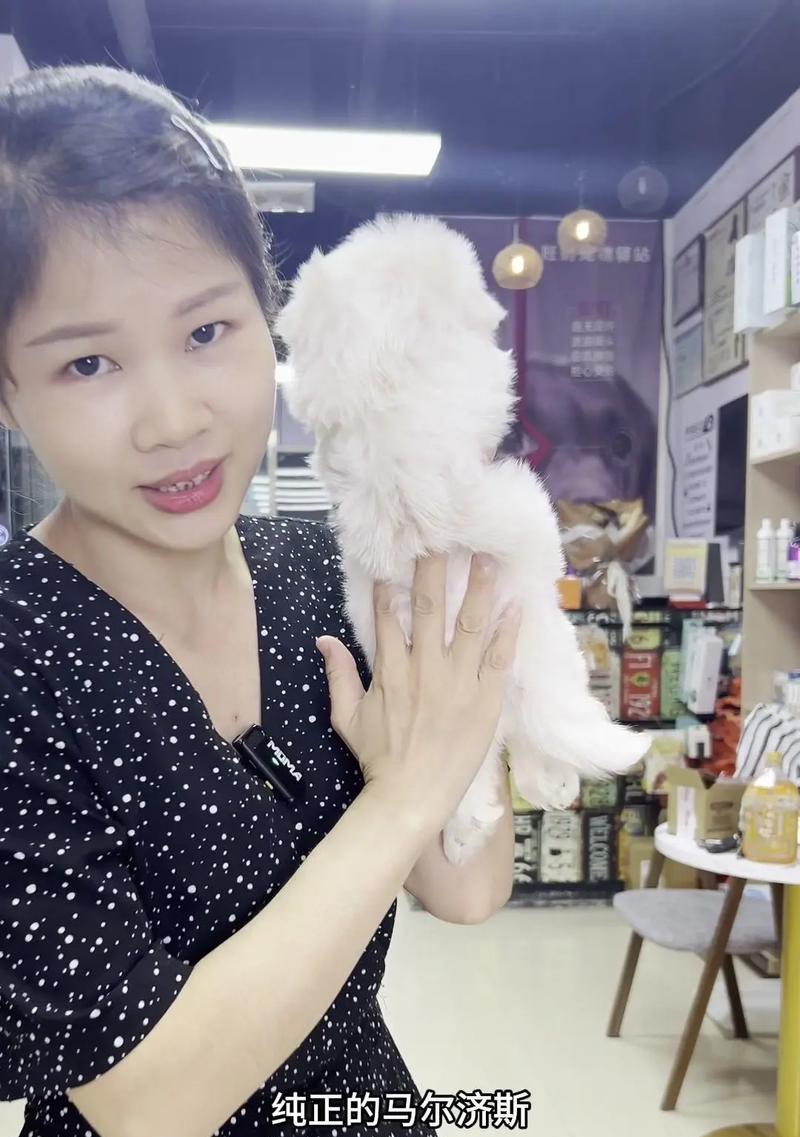 有没有适合新手宠物之家养且适合户外活动的狗狗?